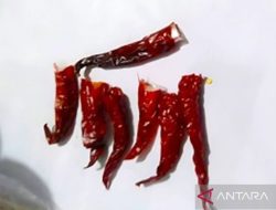 Rutan Kelas IIB Putussibau Gagalkan Penyelundupan Narkotika dalam Bungkusan Cabai