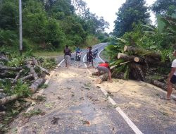 Hujan Deras Sebabkan Pohon Tumbang di Jalan Raya Nanga Taman, Polisi dan Warga Gotong Royong Evakuasi pohon