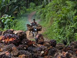 Indonesia Prihatin Soal Regulasi UU Deforestasi Uni Eropa yang Dinilai Mendiskriminasi Industri Minyak Sawit