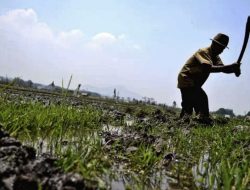 Pemerintah Kabupaten Ketapang Lindungi 34.400 Pekerja Rentan dengan BPJS Ketenagakerjaan