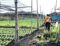 Pontianak Utara: Sentra Produksi Sayur yang Menghadapi Tantangan Harga Rendah