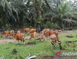 Program SISKA Kalimantan Barat Capai Keberhasilan dalam Pengelolaan Budidaya Sapi