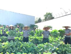 Lapas Kelas II B Singkawang Gelar Panen Sayur Sawi Kailan, Dukung Ketahanan Pangan Nasional