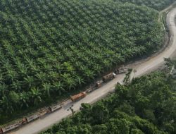 MA Tolak Permohonan Banding Masyarakat Adat dalam Kasus Kelapa Sawit