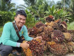 DJP Kalimantan Barat Fokus pada Sektor Perkebunan untuk Meningkatkan Penerimaan Pajak
