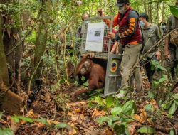 Kolaborasi untuk Konservasi: Pelepasliaran Tujuh Orangutan ke Habitat Alami di Kalimantan Barat