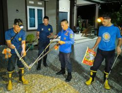 Musim Hujan Tiba, Waspadai Kehadiran Ular di Rumah!