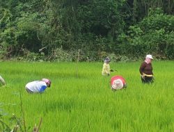 Mentan Targetkan PDB Sektor Pertanian 4,81 Persen pada 2029