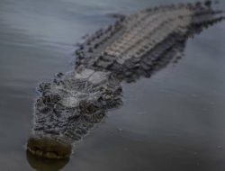 Bocah SD Terkam Buaya di Tengah Banjir Rob, Keberanian Ayah Jadi Kunci Keselamatan