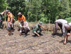 Polsek Nanga Mahap Gandeng Warga Tanam Jagung Hibrida di Desa Tamang