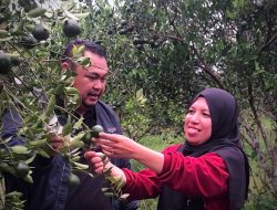 PLN Kalimantan Barat Dukung Pemberdayaan Petani Jeruk di Desa Sejiram melalui Program TJSL