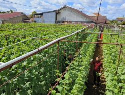 Tarmudji, Pelopor Budidaya Melon Premium Hidroponik di Pontianak
