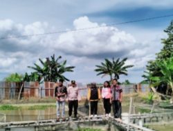 Kapolsek Simpang Empat bersama Dinas Perikanan Asahan Lakukan Pemantauan Panen dan Budidaya ikan