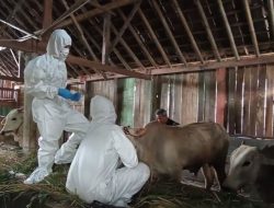Wabah PMK di Trenggalek: Lebih dari 200 Sapi Tertular, 10 Ekor Mati