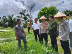Kabidkeu Polda Kalbar Tinjau Lahan Pertanian di Sekadau untuk Pastikan Ketahanan Pangan Optimal
