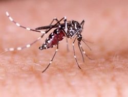 Musim Hujan Tiba, Warga Diimbau Waspada DBD Dan Lajukan 3M Plus