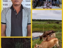 Nekat Curi 3 Ekor Sapi, RH Diringkus Polisi