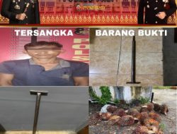 Pencuri Buah Sawit PT Surya Bumi Agro Langgeng Diringkus Polisi