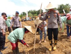Penanaman Jagung Serentak di Kabupaten Sanggau, Wujud Dukungan terhadap Ketahanan Pangan Nasional