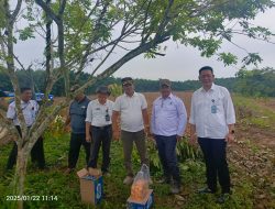 Sumsel Genjot Swasembada Pangan: Disbun Siapkan Penanaman Padi Gogo di Banyuasin