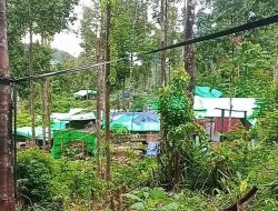 Tambang Emas Ilegal Bekas HPH di Ketapang Rusak Hutan Adat, APH Diminta Bertindak Tegas
