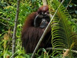 Orangutan Tersesat di Wilayah Tambang Batu Bara, Aktivis Lingkungan Khawatir
