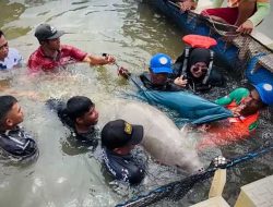 Dugong Betina “Fitri” Diselamatkan dan Kembali ke Laut Setelah Terjerat Jaring Nelayan