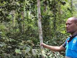 Hutan Larangan Brupis: Benteng Udara Bersih di Tengah Ancaman Kabut Asap