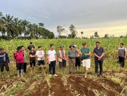 Kapolres Bengkayang Dampingi Prof. Ali Zum Mashar Tinjau Lahan Jagung untuk Ketahanan Pangan