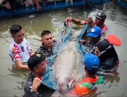 Upaya Penyelamatan Dugong di Pulau Cempedak Mendapat Apresiasi