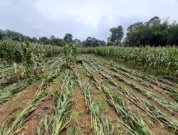 Banjir Bengkayang Sebabkan Kerugian Sektor Pertanian Capai Rp17 Miliar