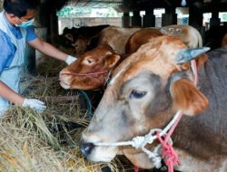 Indonesia Bakal Impor 2 Juta Ekor Sapi Hingga 2029