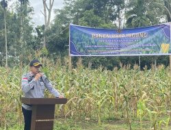 Lapas Suliki Panen Raya Satu Ton Jagung Yang Akan Dibagikan Kepada Keluarga Warga Binaan dan Masyarakat Sekitar