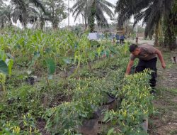 Dukung Ketahanan Pangan, Polsek Kembayan Gelar Program Perkarangan Bergizi