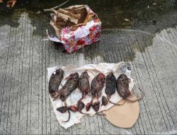 Teror terhadap Tempo Berlanjut, Kiriman Bangkai Tikus Ditemukan di Depan Kantor
