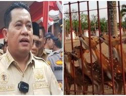 Kembali Menjabat, Askolani Kaget Rusa di Rumah Dinas Bupati Banyuasin Tinggal 14 Ekor, Kondisi Kurus