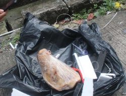 Wartawan Tempo Mendapat Teror dengan Kiriman Kepala Babi