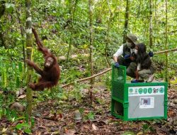 Menhut Raja Juli Antoni Lepasliarkan Enam Orang Utan di Kalimantan Timur, Tegaskan Komitmen Jaga Hutan dan Satwa Liar