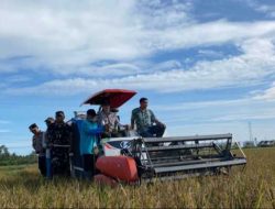 Singkawang Ikut Panen Raya Padi Serentak 14 Provinsi: Langkah Nyata Menuju Swasembada Pangan