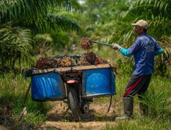 Yayasan IJMI Soroti Praktik Kerja Paksa dan Pelanggaran Hak Buruh Sawit di Kalbar
