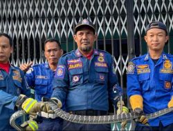 Damkar Sanggau Evakuasi Ular King Koros Sepanjang 2 Meter dari Pekarangan Rumah Warga