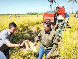 Panen Raya Padi, Bupati Pastikan Harga Gabah Stabil