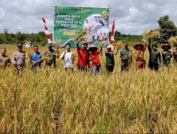 Kabupaten Sanggau Mewakili Kalbar Panen Raya Padi Serentak Secara Daring