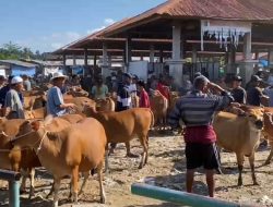Permintaan dan Harga Sapi Meningkat Jelang Musim Kurban