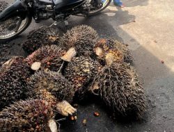 Tertangkap Tangan Sembunyikan TBS, Karyawan Baru PT PHS Diamankan Polisi