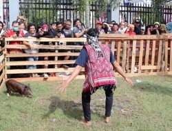 Lomba Tangkap Babi Warnai PGD ke-39 Kalbar, Tradisi Kampung yang Kembali Hidupkan Tawa Rakyat