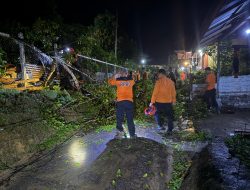 Hujan Deras dan Angin Kencang Landa Sanggau, Belasan Titik Diterjang Pohon Tumbang