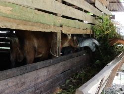 Menjelang Idul Adha, Permintaan Hewan Kurban di Kubu Raya Meningkat, Peternak Keluhkan Sulitnya Pakan