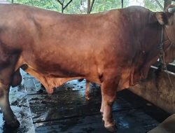Presiden Prabowo Sumbangkan Sapi Limosin 1,1 Ton untuk Kurban di Kabupaten Sanggau