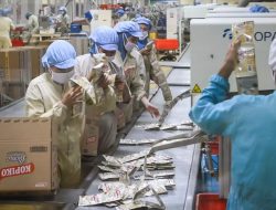 Apindo Ingatkan Pemerintah Tak Gegabah Hapus Sistem Outsourcing: Perlu Realisme dan Jaga Iklim Usaha